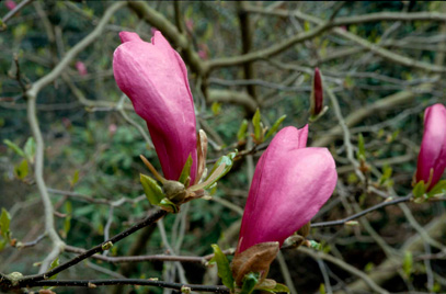 Magnolia Susan 60-90cm 10lt